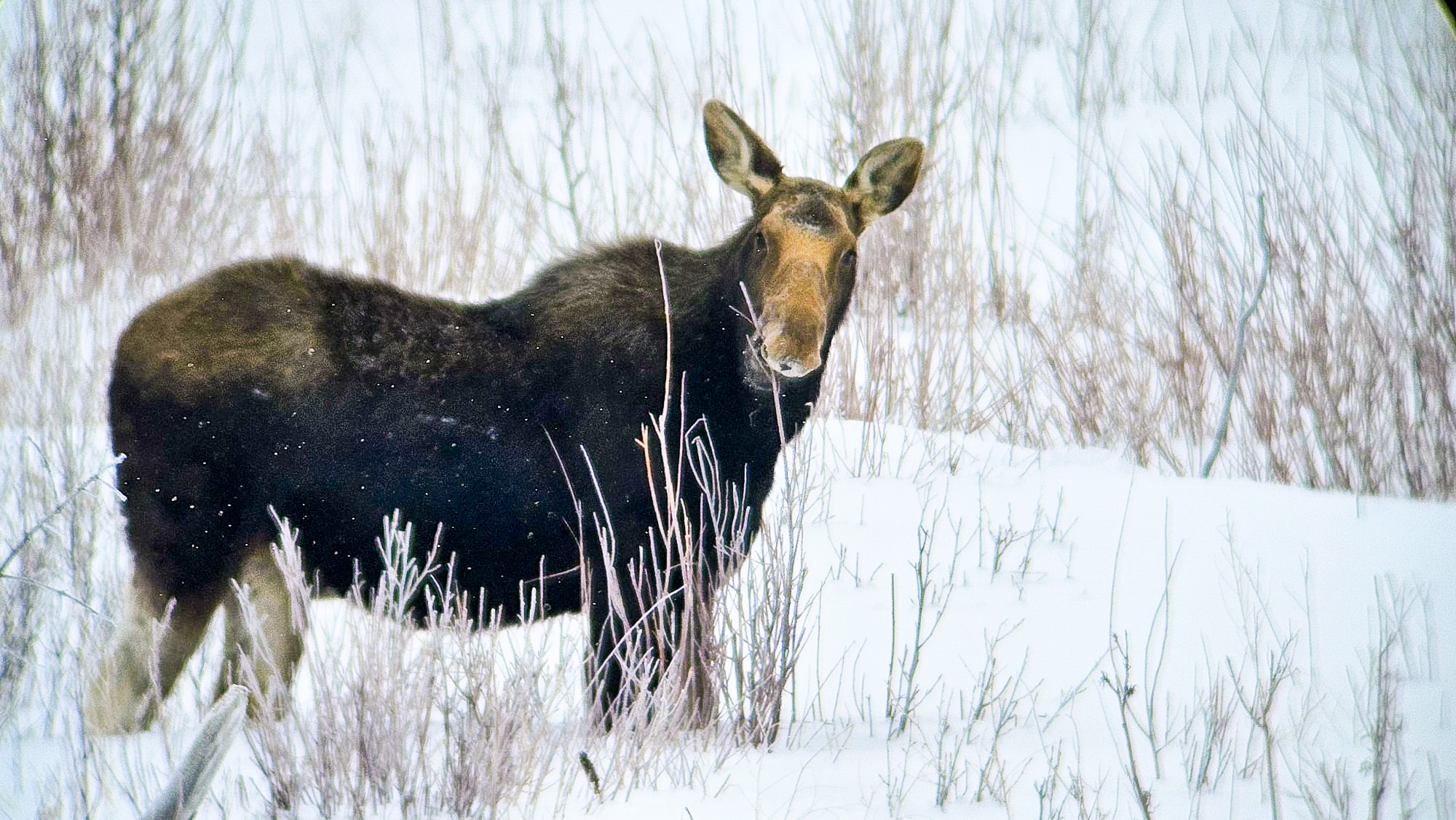 Jackson Hole Wildlife Safari Review